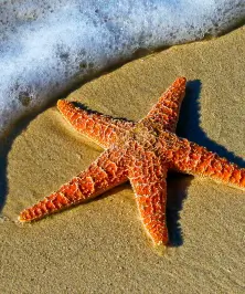 unsplash br xdb9ke0q (1)